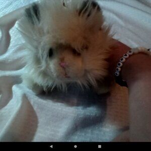 Little lives my dream kittens cuddles